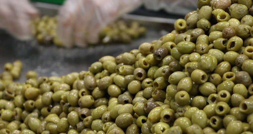 آموزش گرفتن تلخی زیتون